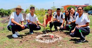 Árboles recién plantados