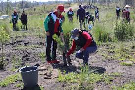 Voluntarios reforestando